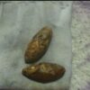 مهره اصل