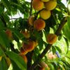 1100متر باغچه رباط کریم