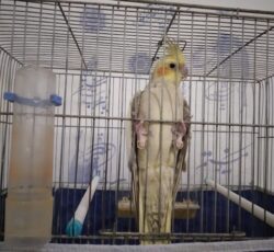 عروس هلندی مولد
