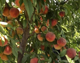 1100متر باغچه رباط کریم