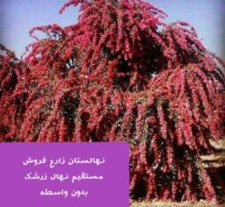 فروش نهال زرشک و عناب