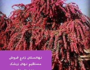 فروش نهال زرشک و عناب