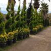 خدمات باغچه، گلکاری، چمنکاری، طراحی سه بعدی فضای سبز، آبیاری قطره ای