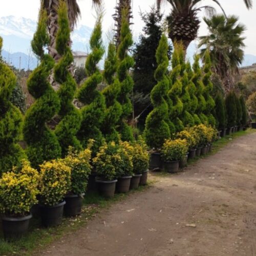 خدمات باغچه، گلکاری، چمنکاری، طراحی سه بعدی فضای سبز، آبیاری قطره ای