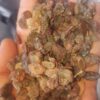 فروش عمده کشمش آفتابی تاکستان ( فخری و بیدانه)