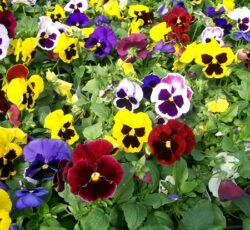 طراحی و اجرای فضای سبز