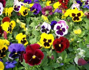 طراحی و اجرای فضای سبز