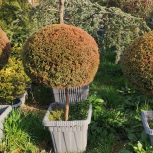 خدمات باغچه، گلکاری، چمنکاری، طراحی سه بعدی فضای سبز، آبیاری قطره ای
