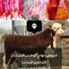 فروشانواعگوشتقرمز