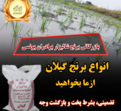 برنج گیلان تضمینی