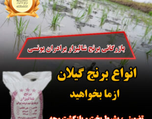برنج گیلان تضمینی