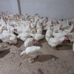 پخش مرغ زنده و مرغ تخمگذار