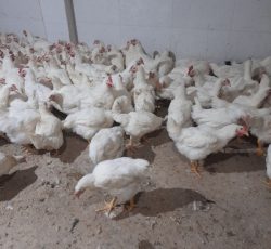 پخش مرغ زنده و مرغ تخمگذار