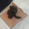 مرکز انواع حجامت تخصصی در اصفهان