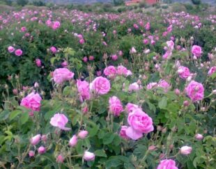 گلاب و عرقیات گیاهی سنتی