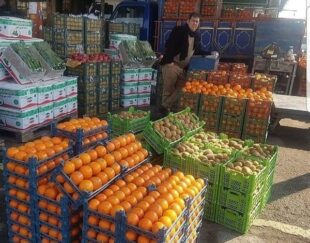 انگورشانی انگورسیاه دیم کردستان سنندج وسردشت وشانی میوه مجلسی تالار جشن تولد عروسی البالوشاتوت ومیوهای استوایی لوکس میوهای استوایی لوکس وعیره