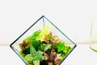 فروش تراریوم های خاص