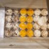 بستنی فروشی زاگرس دزفول میدان الف