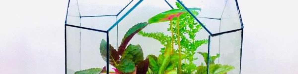 فروش تراریوم های خاص