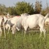 بز میش بره قوچ