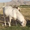 بز میش بره قوچ