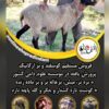 فروش دام زنده با کیفیت