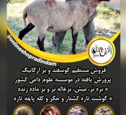 فروش دام زنده با کیفیت