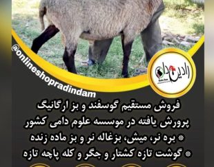 فروش دام زنده با کیفیت