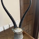 شاخ خیلی قدیمی به همراه ظرف مسی حکاکی شده با طرح خود حیوان