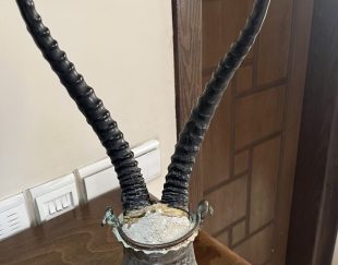 شاخ خیلی قدیمی به همراه ظرف مسی حکاکی شده با طرح خود حیوان