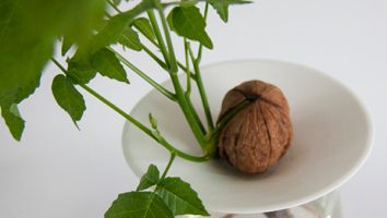 نحوه درست کاشت گردو