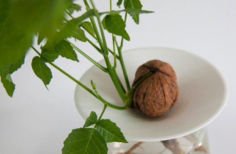 نحوه درست کاشت گردو
