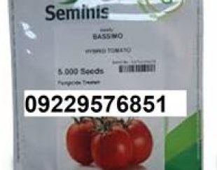 بذر گوجه فرنگی باسیمو پر فروش ، میان رس