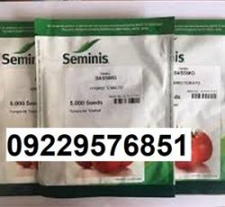 عرضه بذر گوجه فرنگی باسیمو پرفروش اصل