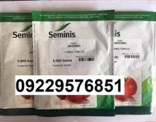 عرضه بذر گوجه فرنگی باسیمو پرفروش اصل