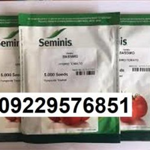 عرضه بذر گوجه فرنگی باسیمو پرفروش اصل