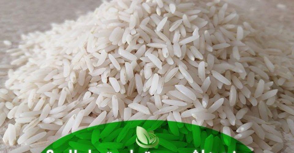 برنج طارم و هاشمی ،کدام بهتر است ؟