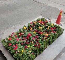 خدمات باغبانی باغچه کاری هرس کاری سمپاشی تمام نقاط